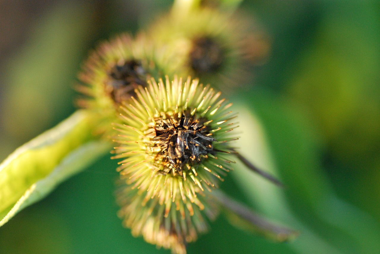 burrs  foliage  nature free photo