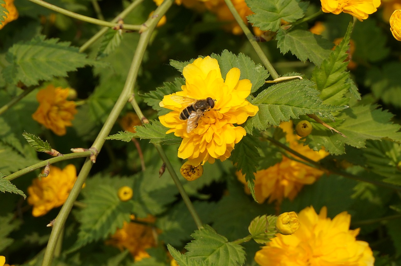 burt's bees bee flower free photo