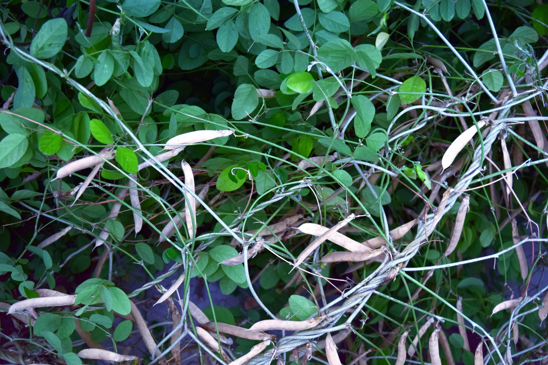 bush plant leaves free photo