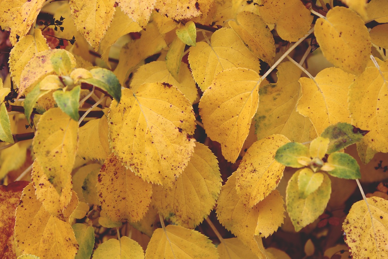 bush leaves autumn free photo