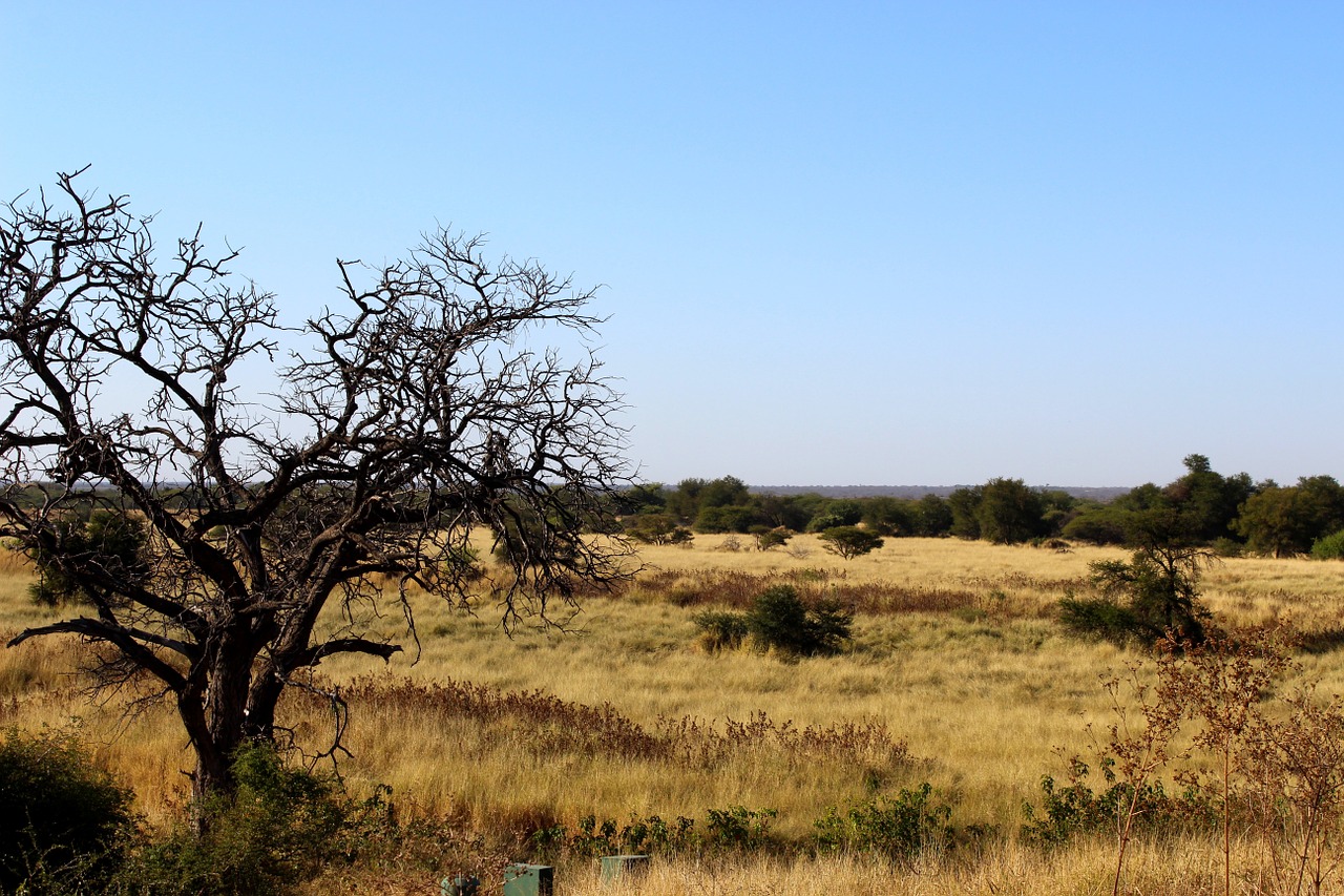 bush africa landscape free photo