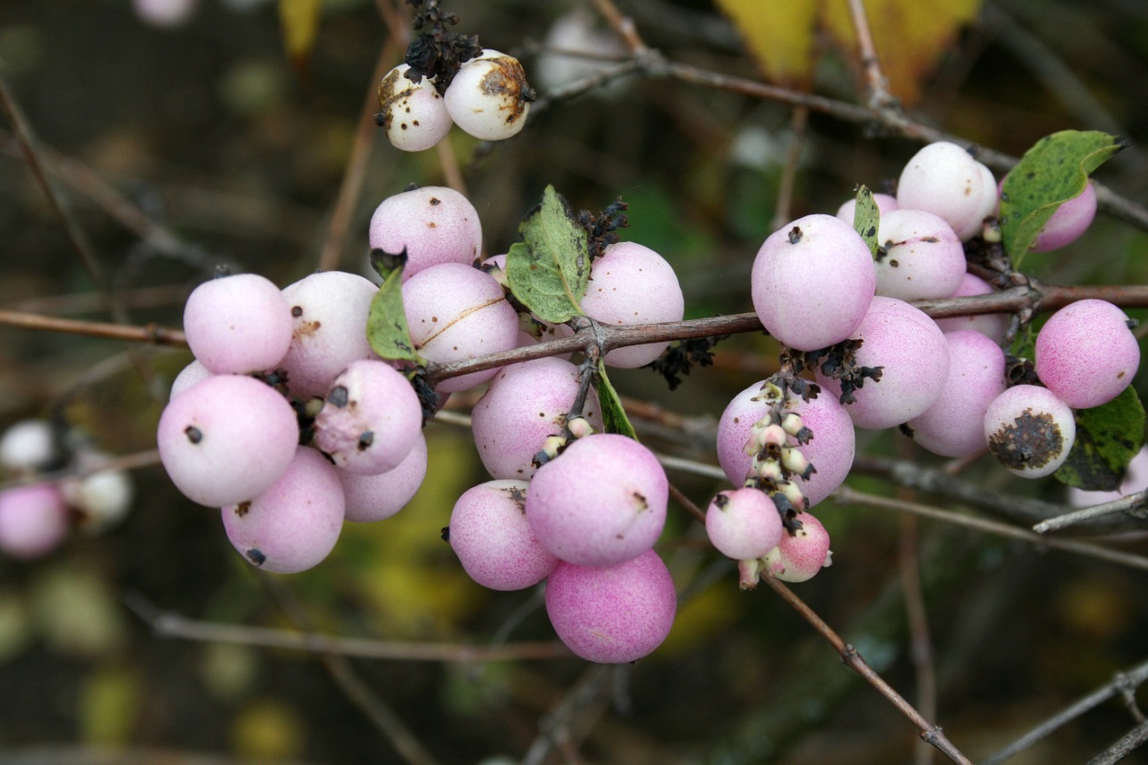 bush crop pale purple free photo