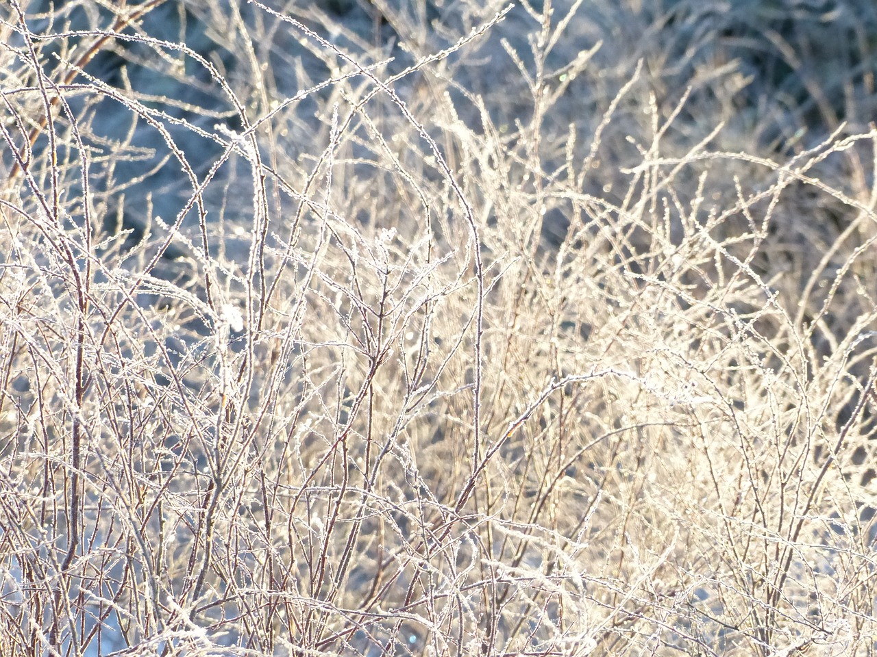 bush rime branches free photo