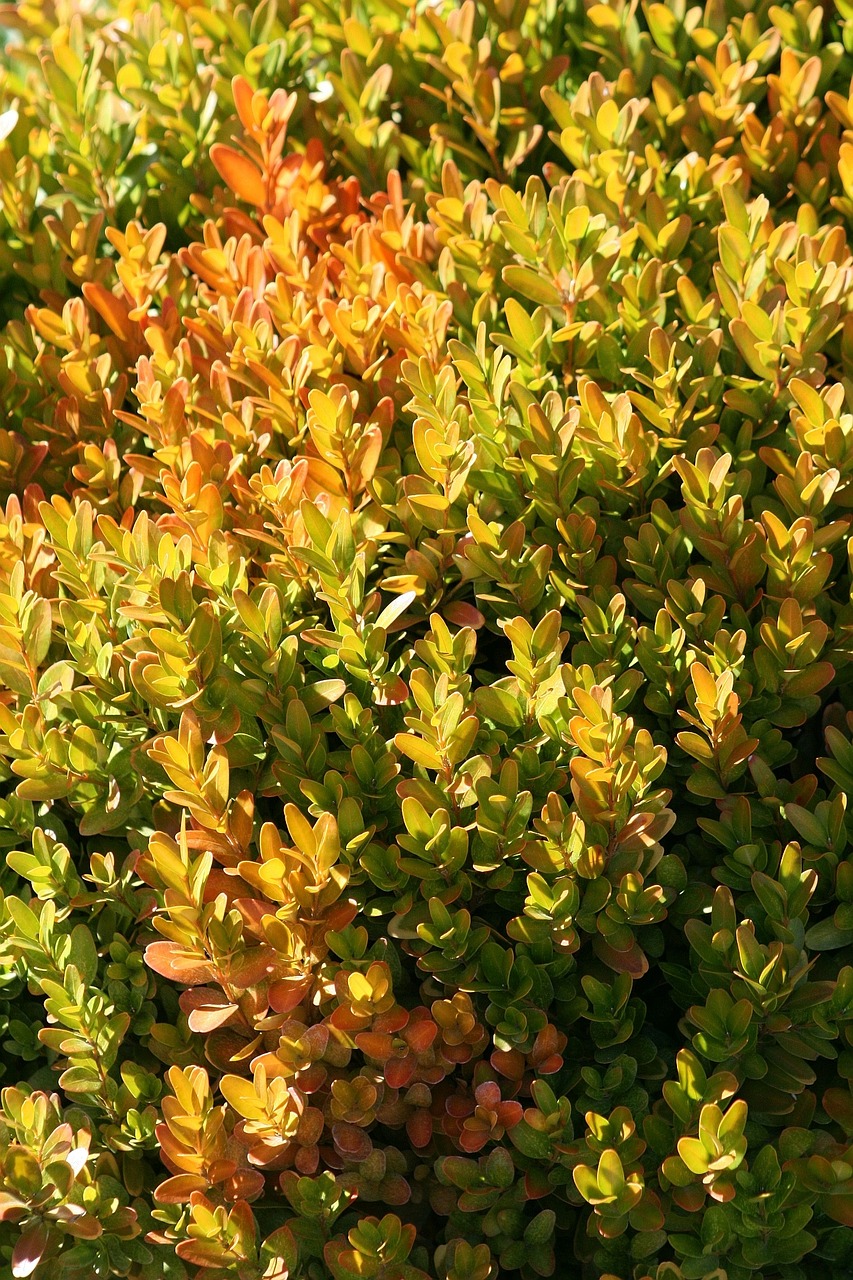 bush greenish-yellow ornamental plants free photo