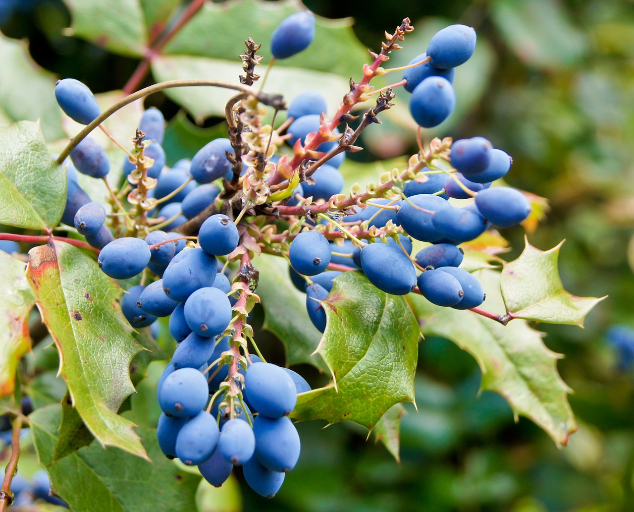bush berries blue free photo