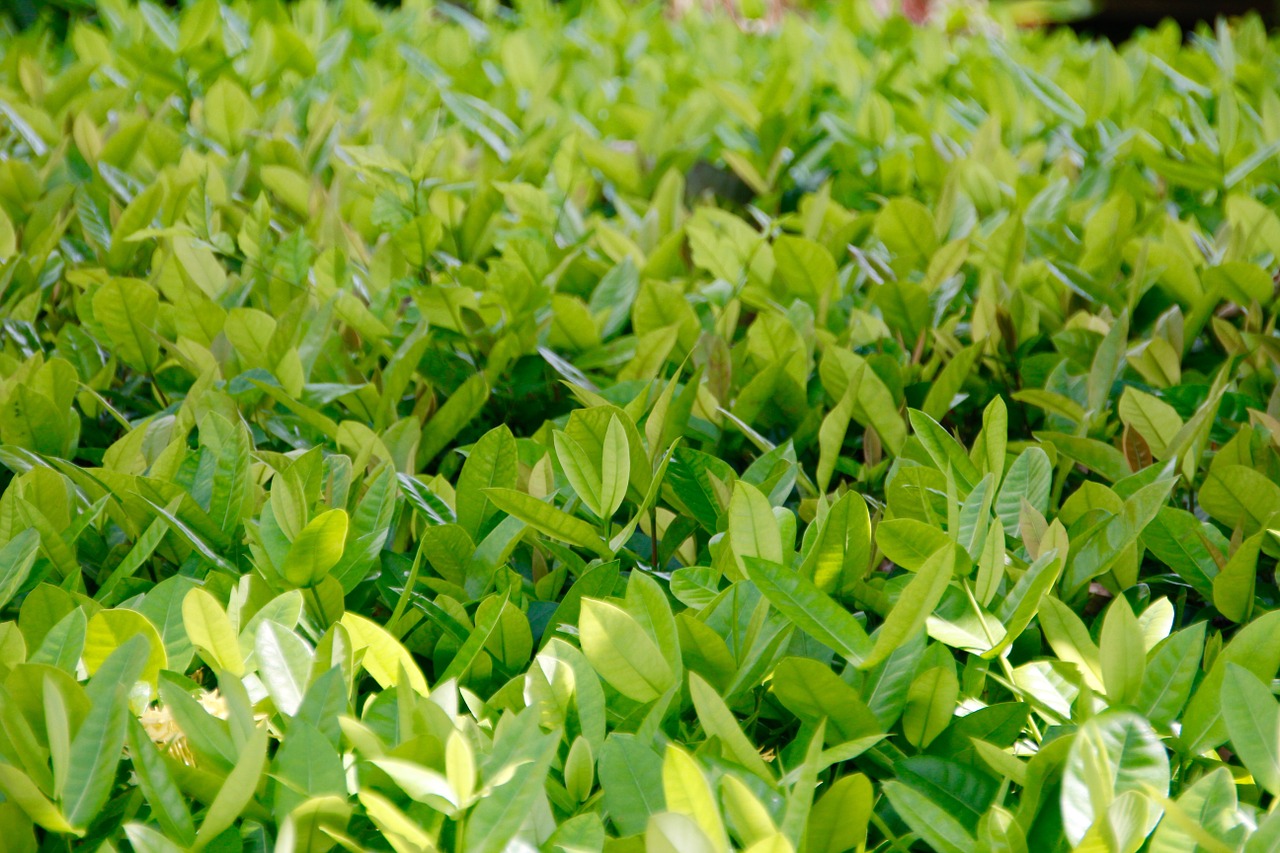 bush tee leaves free photo