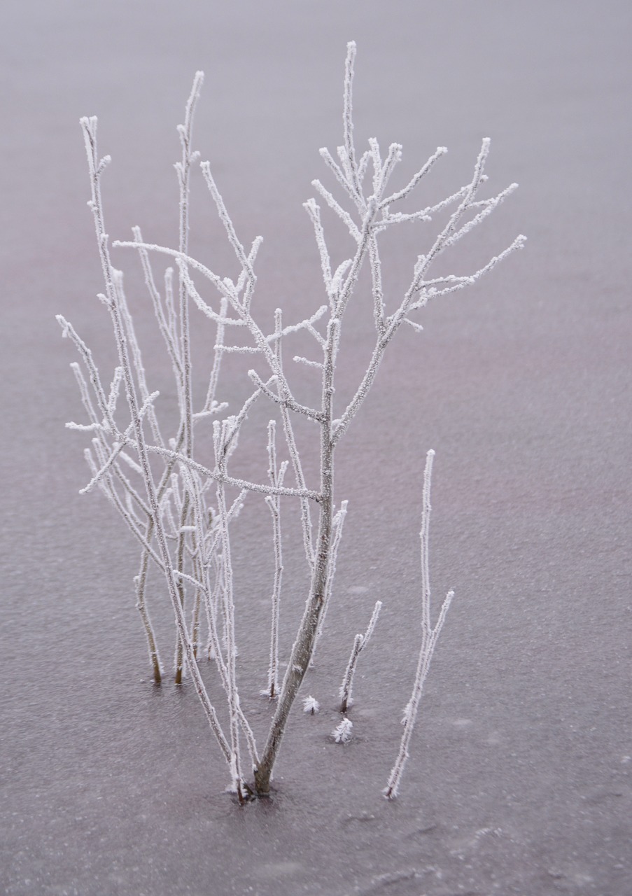 bush frozen frost free photo