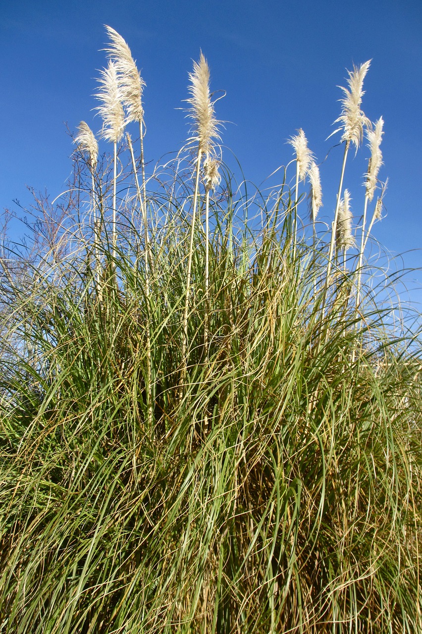 bush plant outdoors free photo