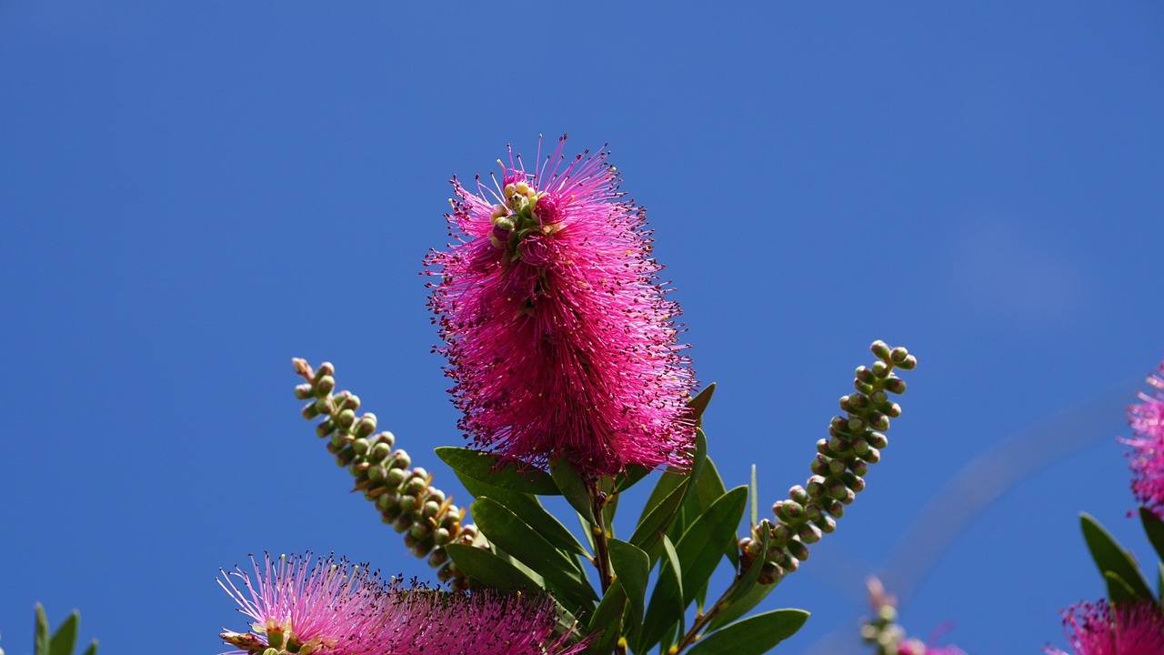 bush blossom bloom free photo