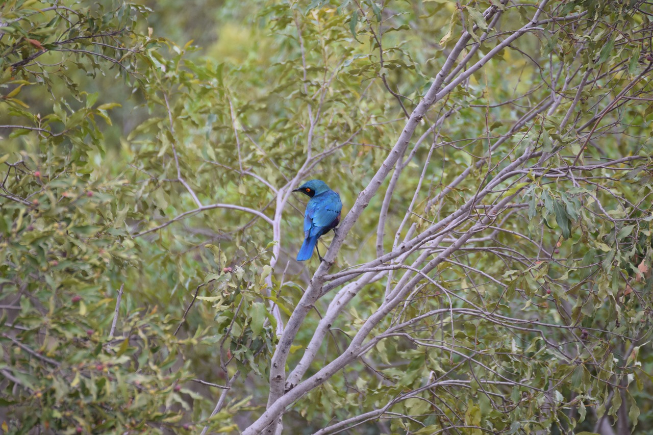 bush africa bird free photo