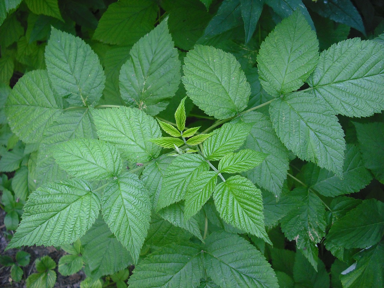 bush raspberry raspberry leaf free photo