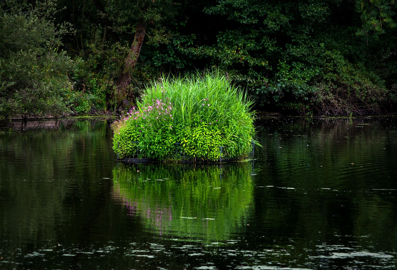 bush plant water free photo