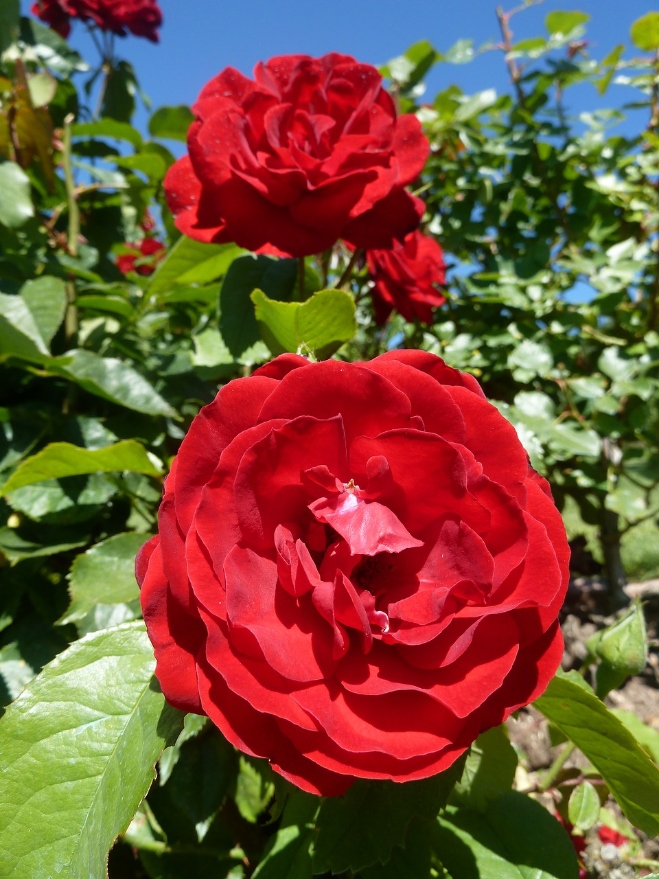 bush flower rose free photo