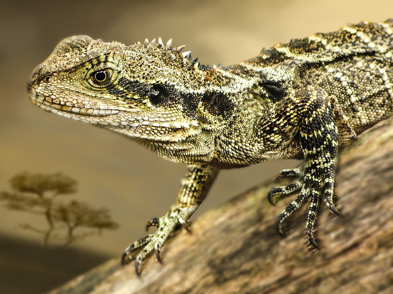 bush dragon lizard free photo