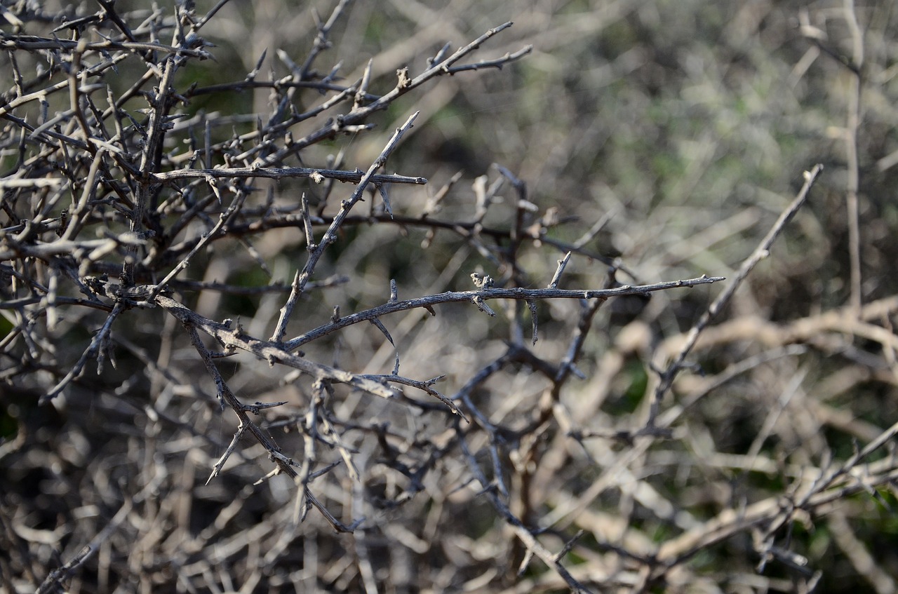 bush thorns thorn free photo