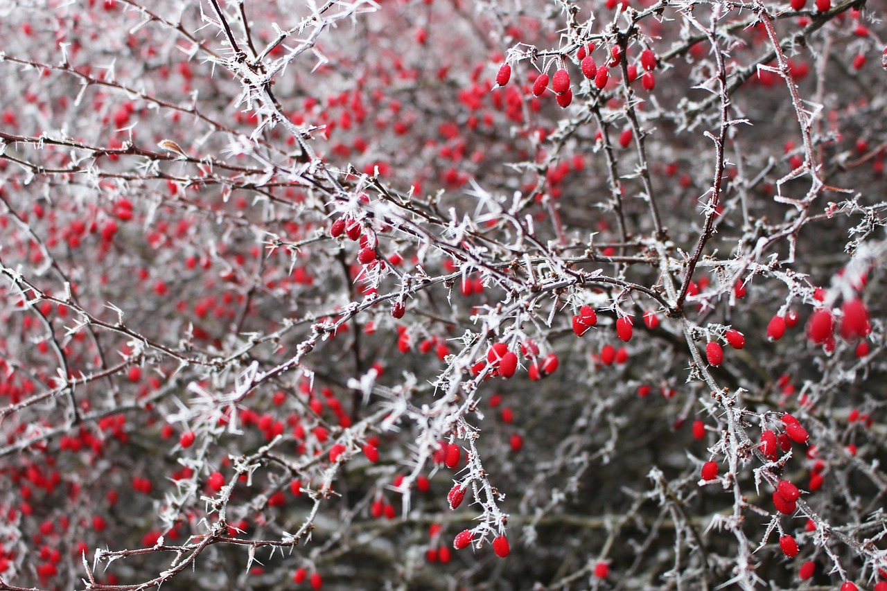 bush plant nature free photo