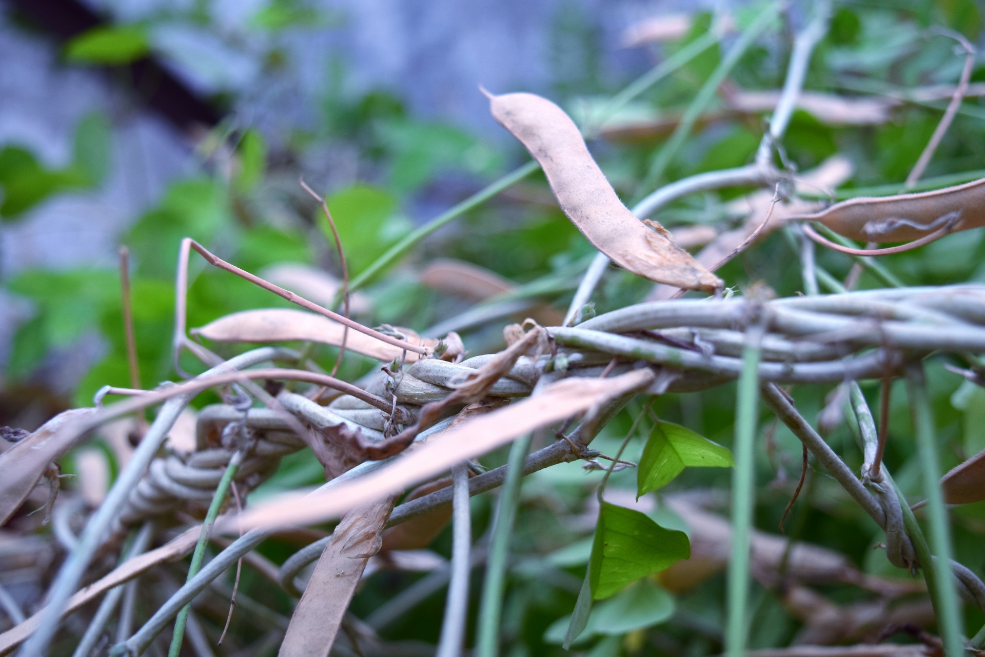 bush plant leaves free photo