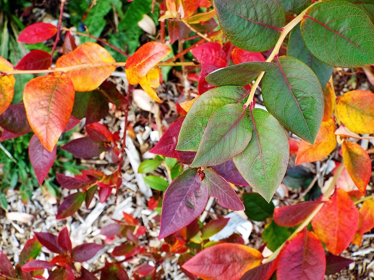 bush blueberry autumn free photo