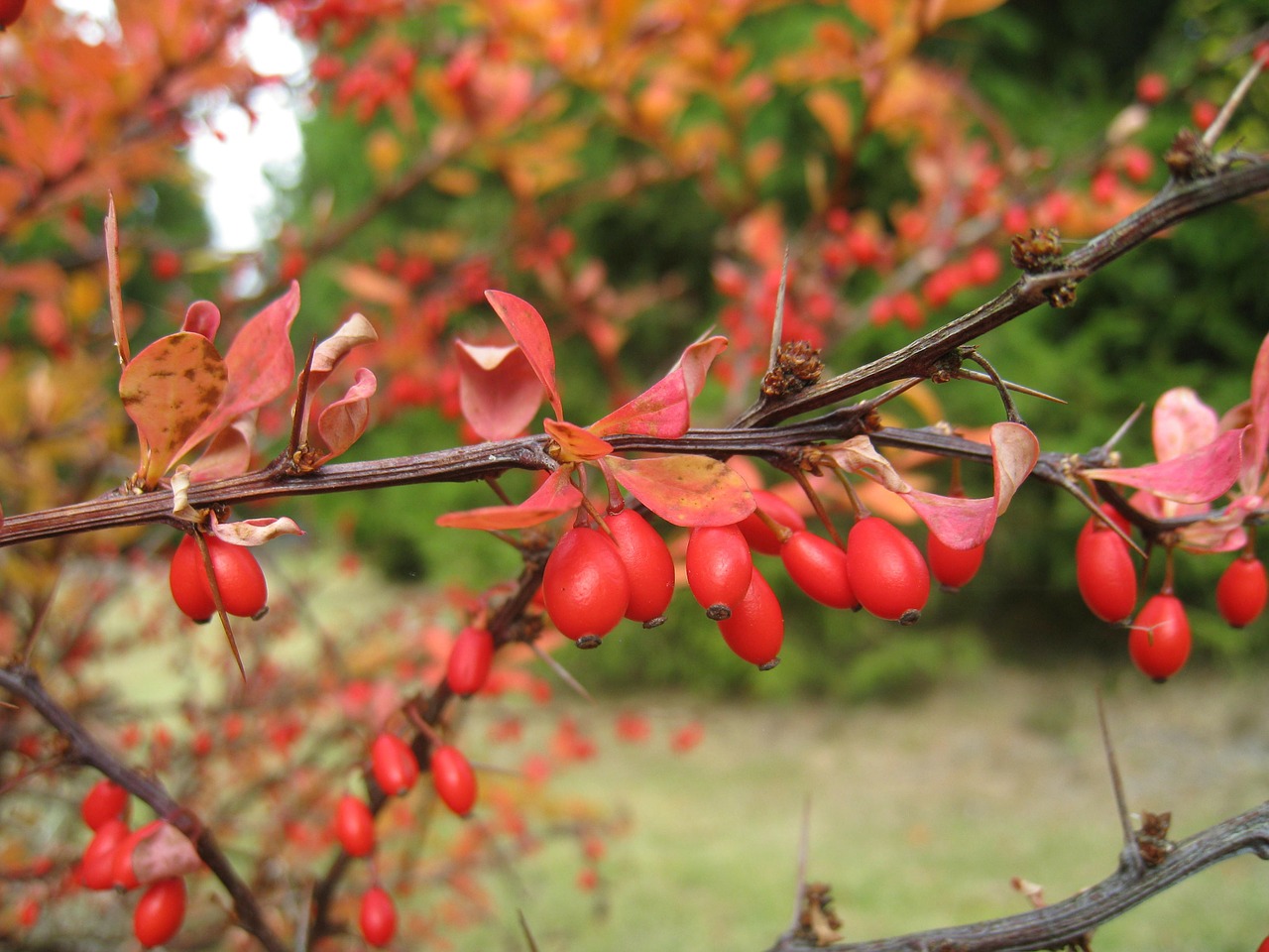 bush autumn orange free photo