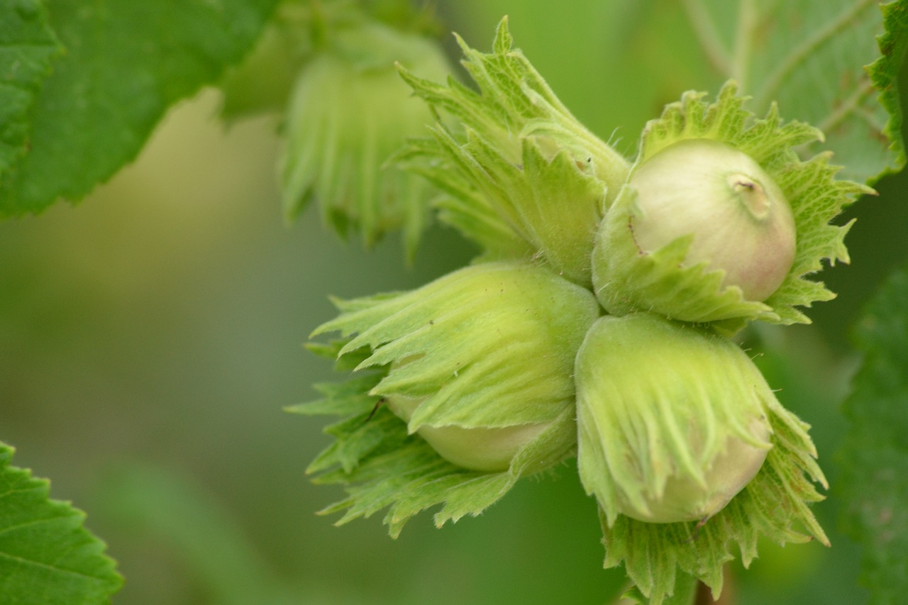 bush tree hazelnut free photo