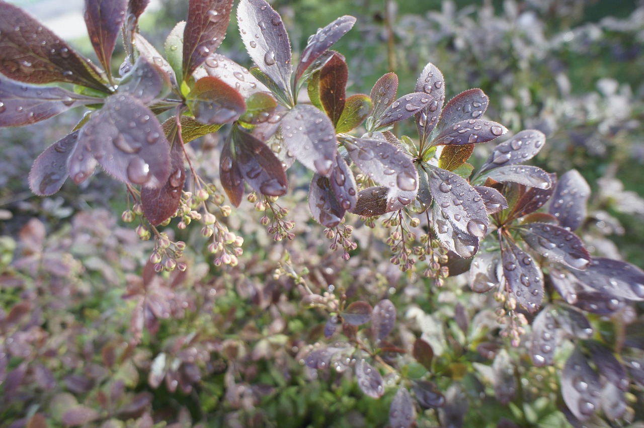 bush barberry background free photo