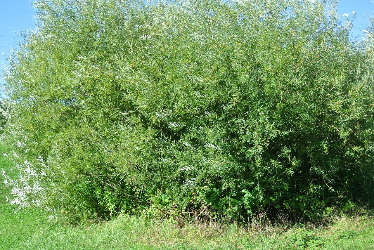 Large bush pic