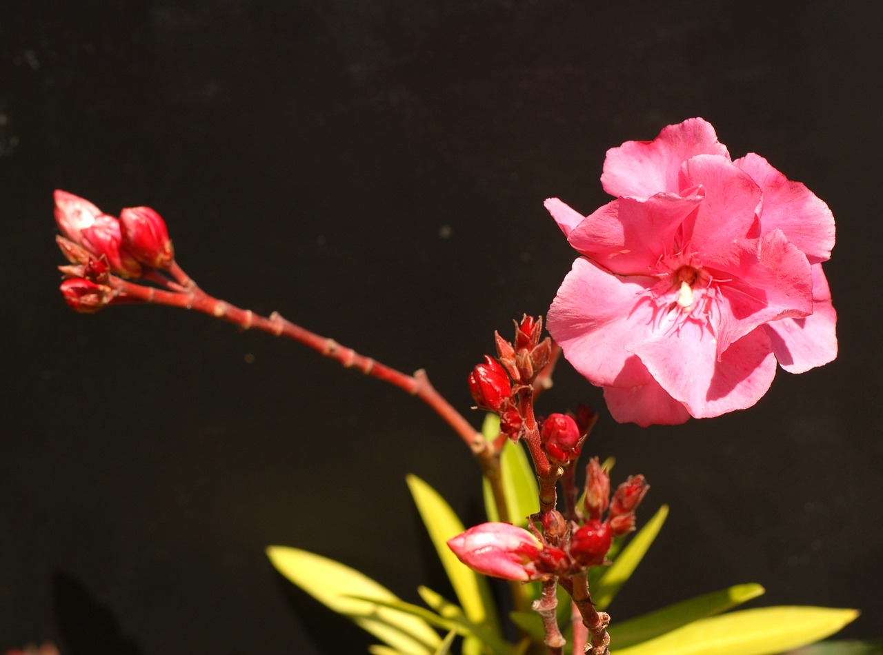 bush flower oleander free photo