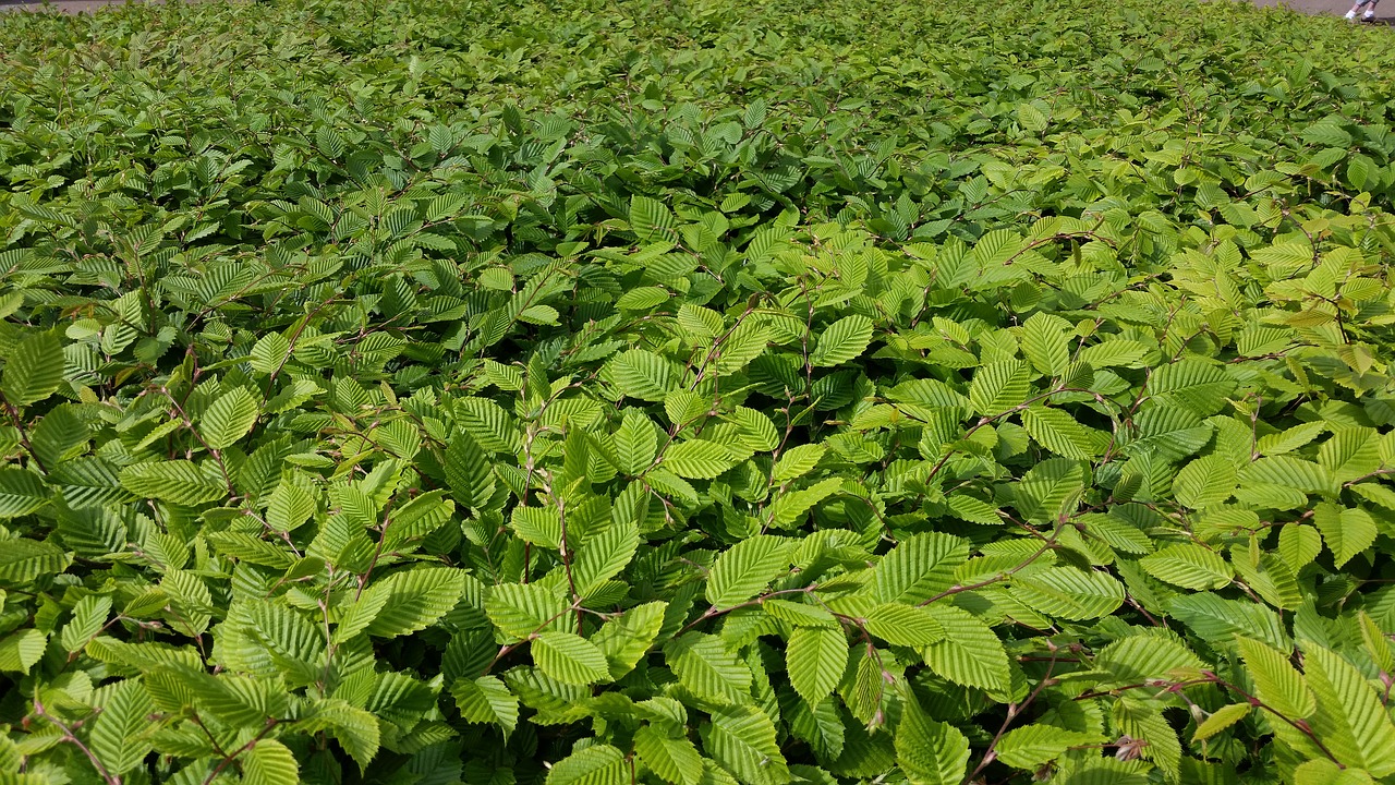 bush texture green leaves free photo