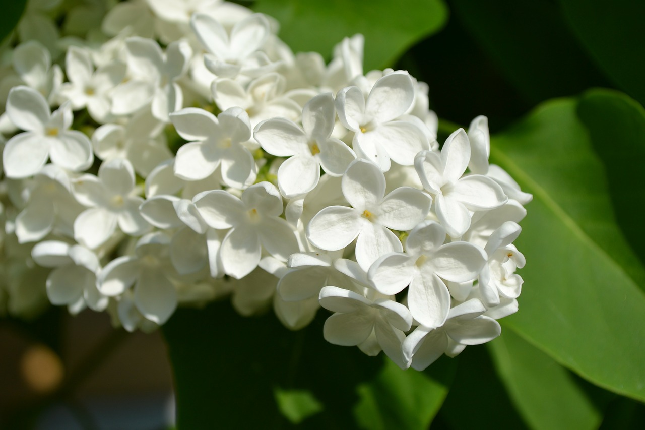 bush flower white free photo