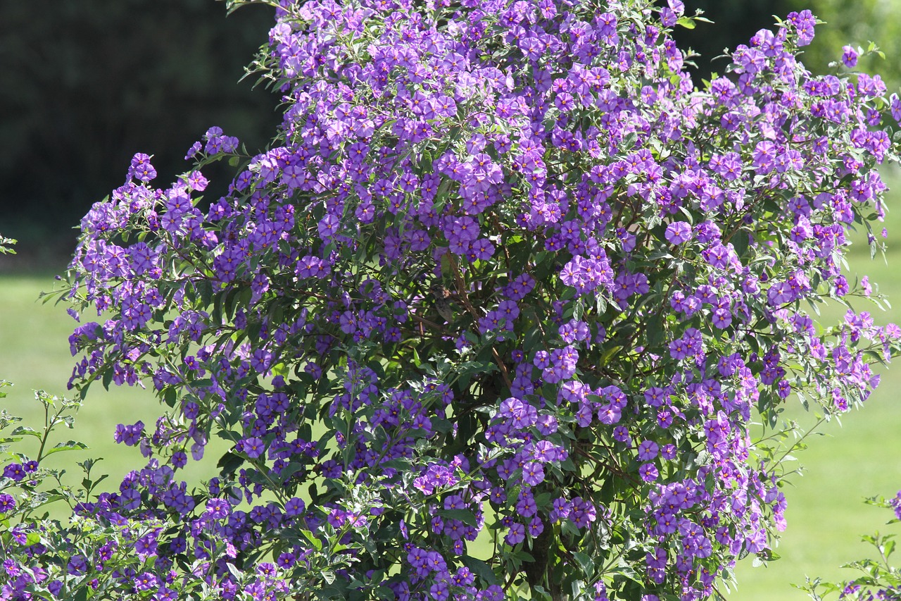 bush flower purple free photo
