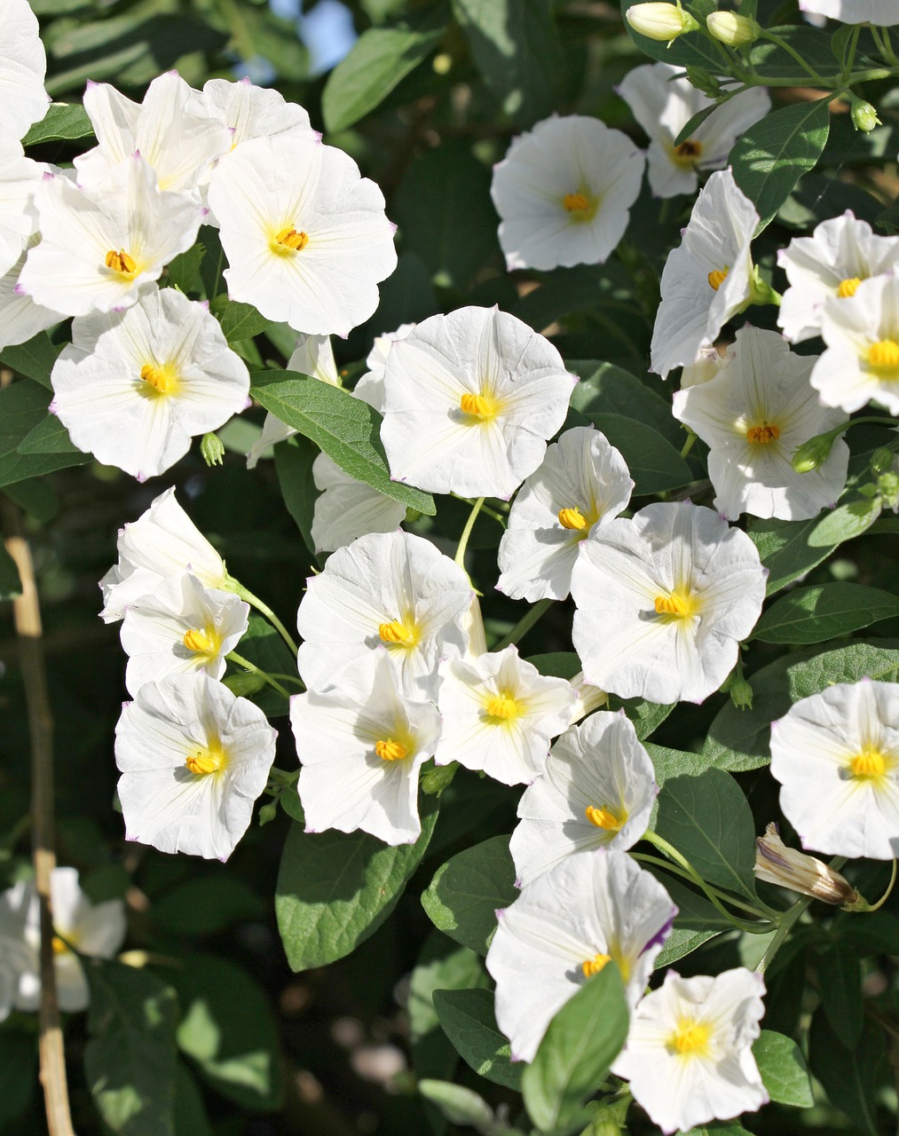 bush white flower free photo