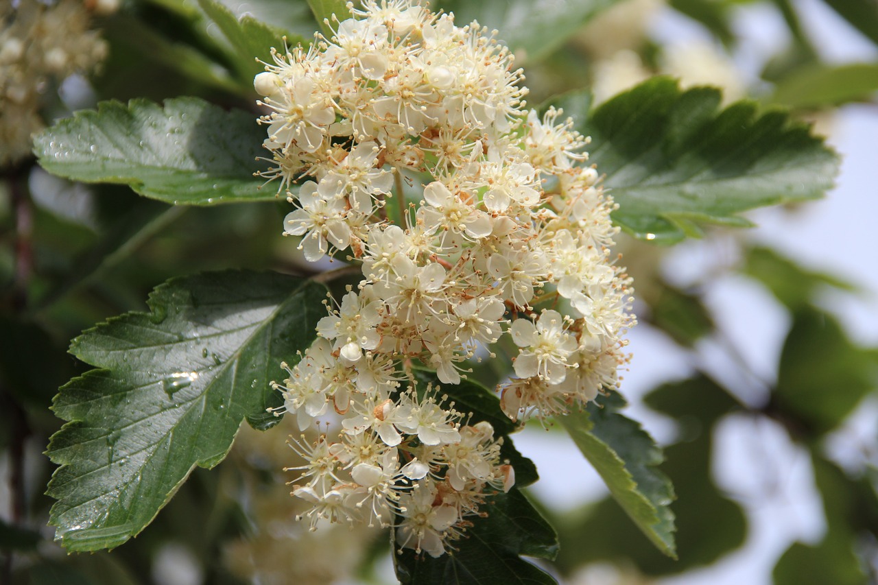 bush flowers white free photo