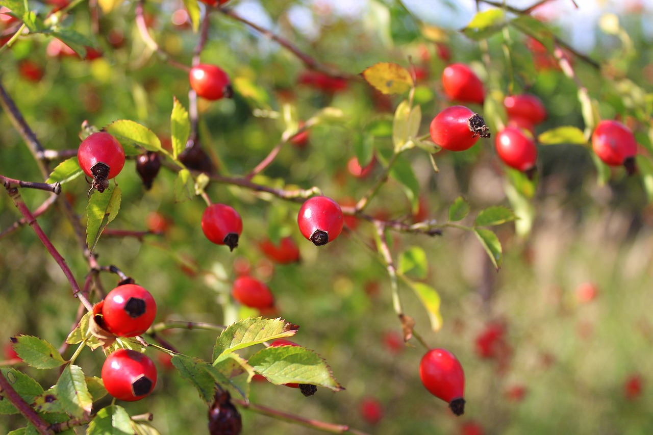 bush wild rose fruit free photo