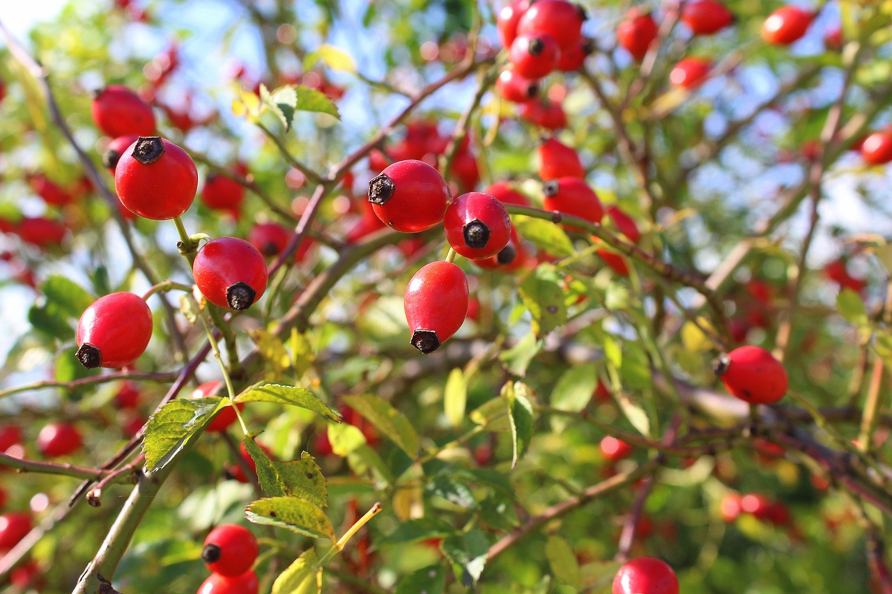 bush wild rose rose hips free photo