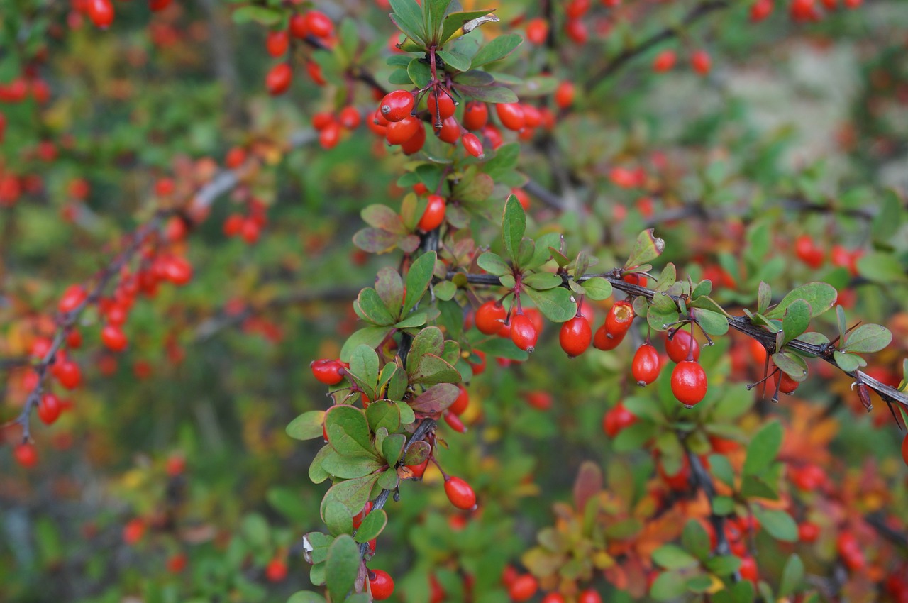 bush berry background free photo