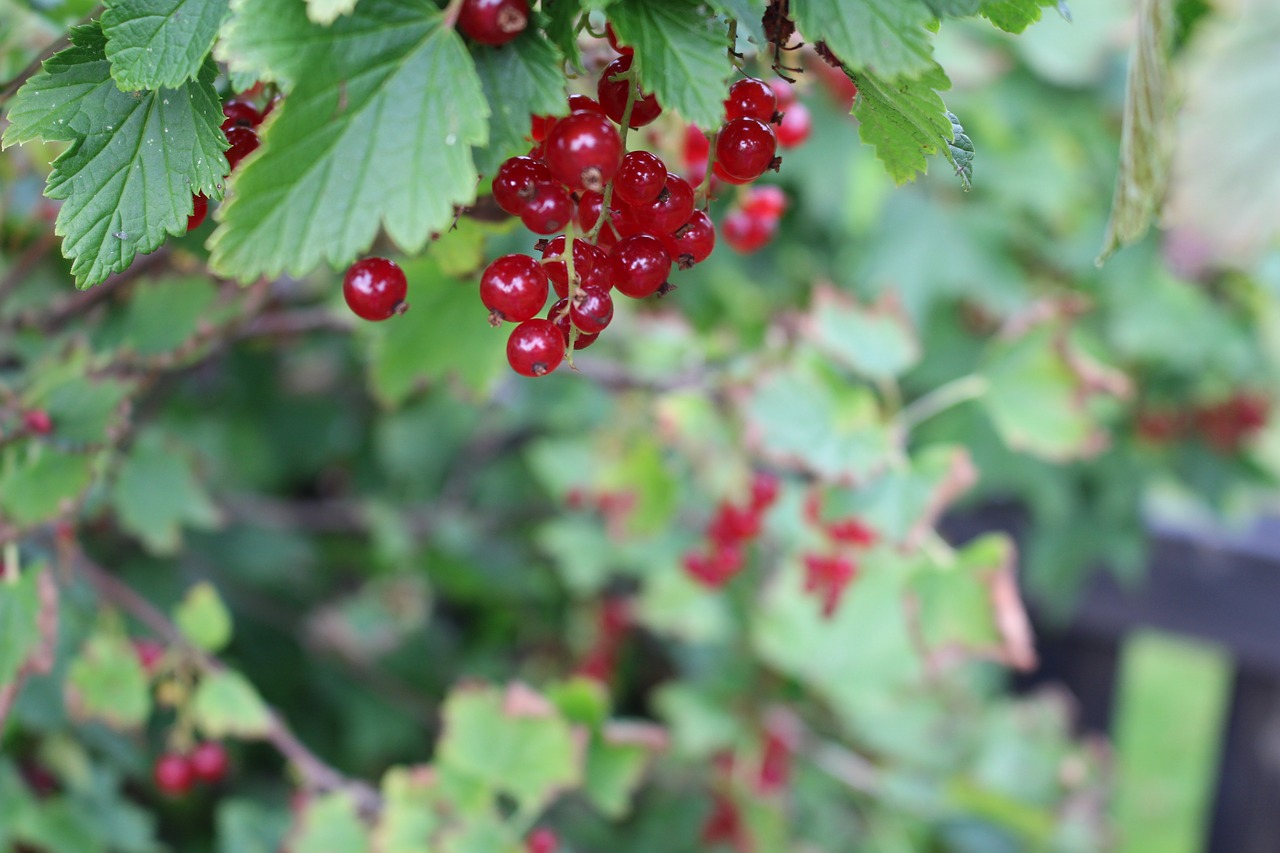 bush currant summer free photo