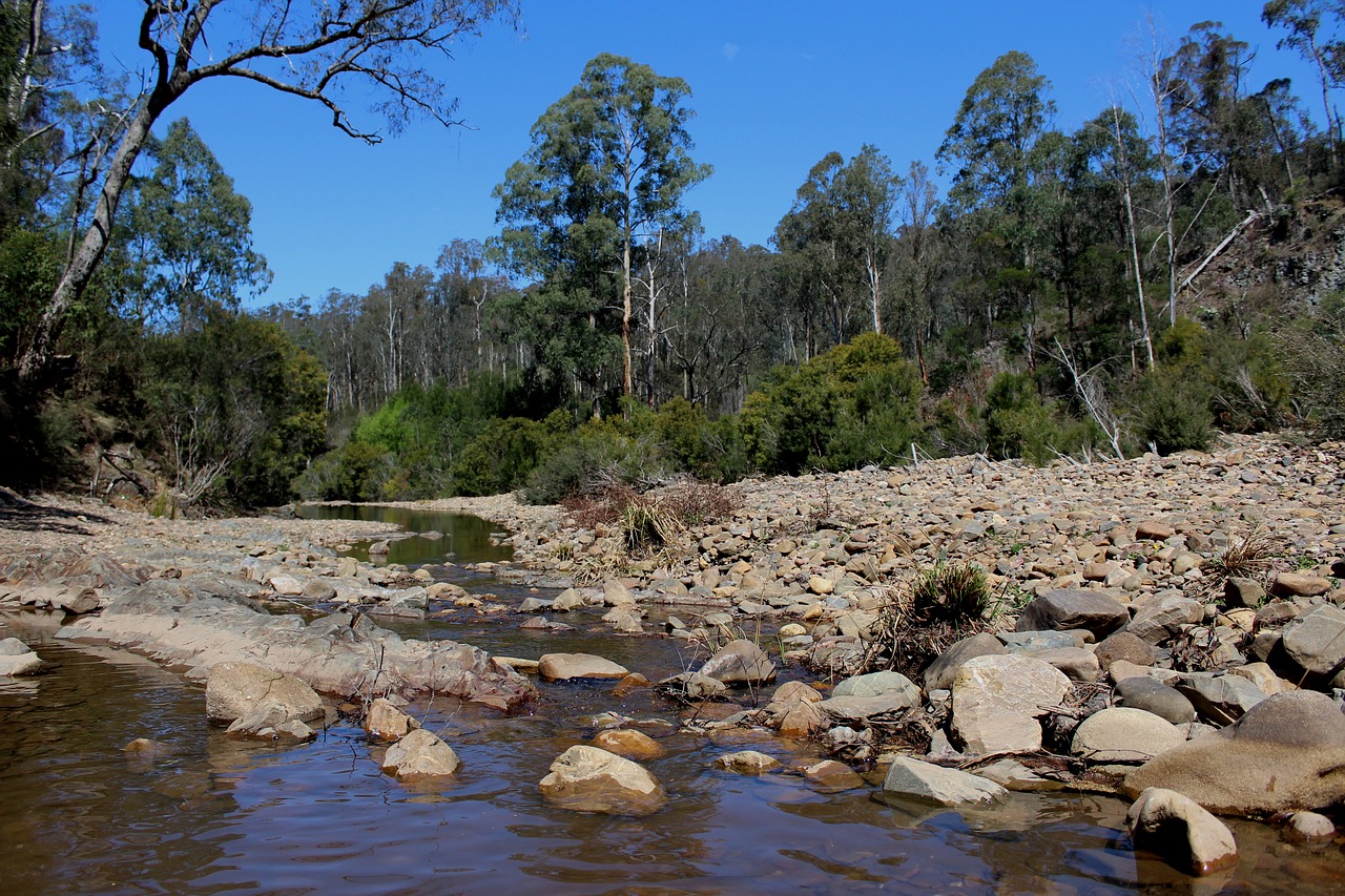 bush river stream free photo