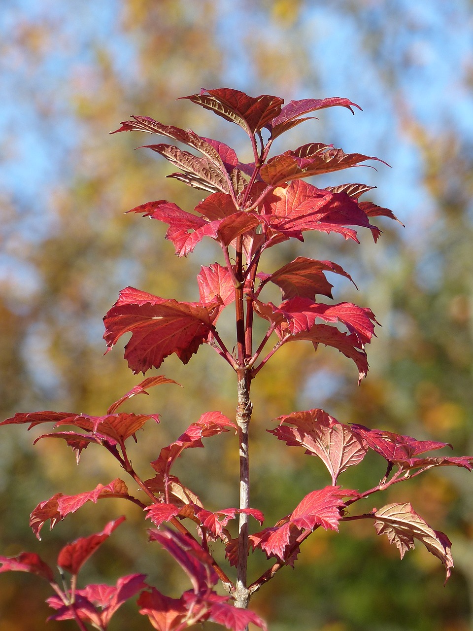 bush leaf colors free photo