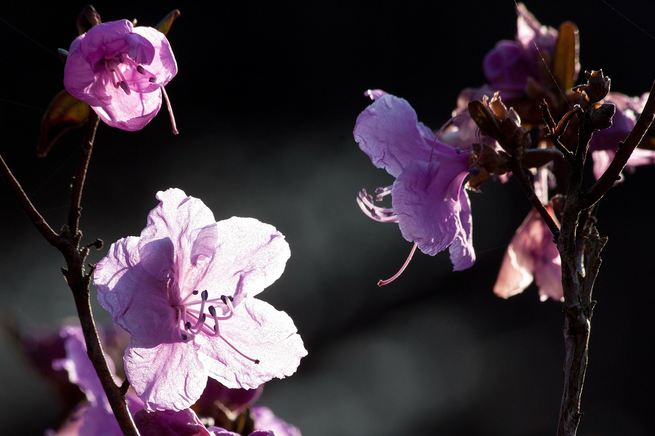 bush spring flowers free photo