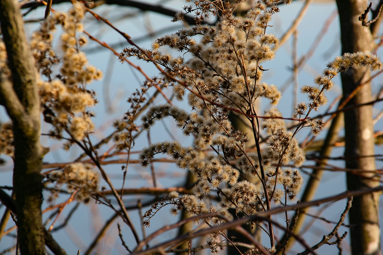 bush autumn faded free photo