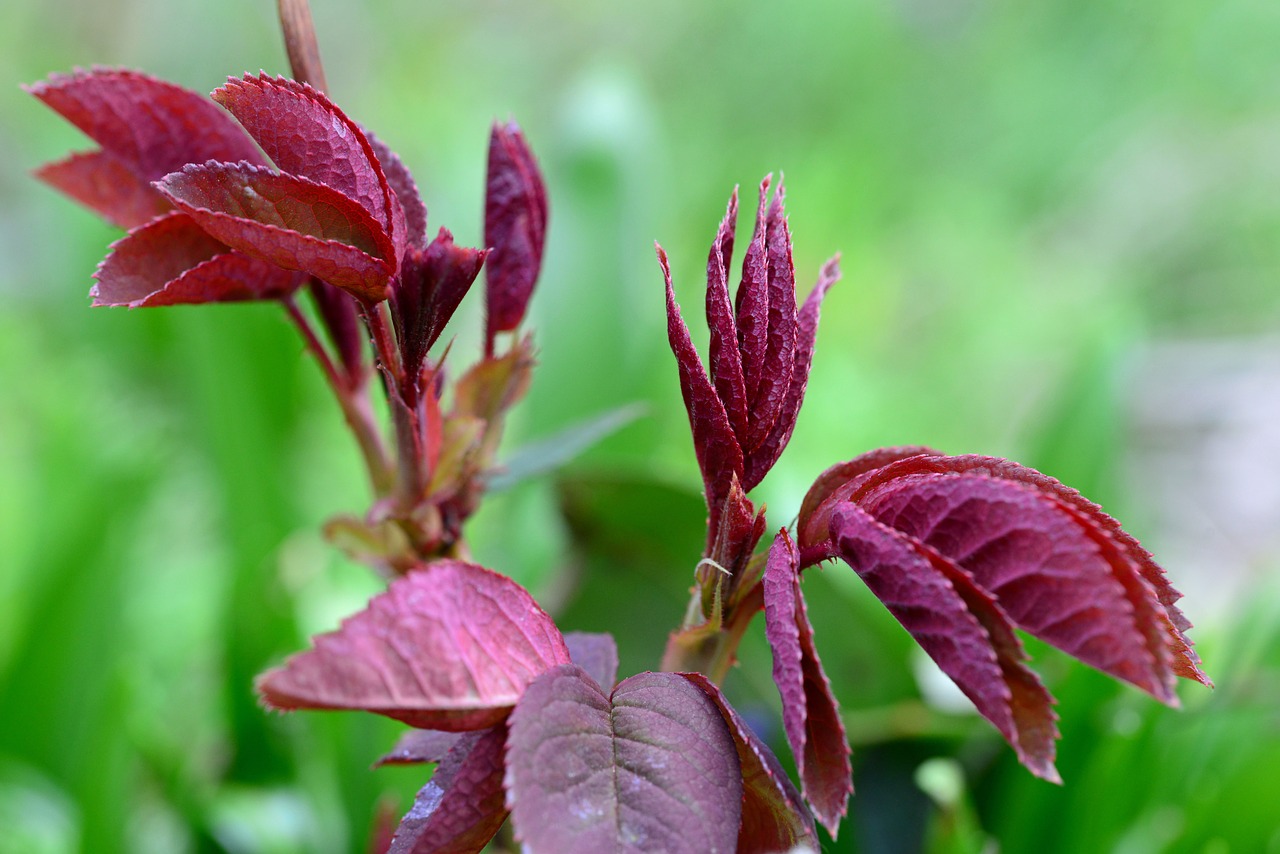 bush red leaves perennial free photo