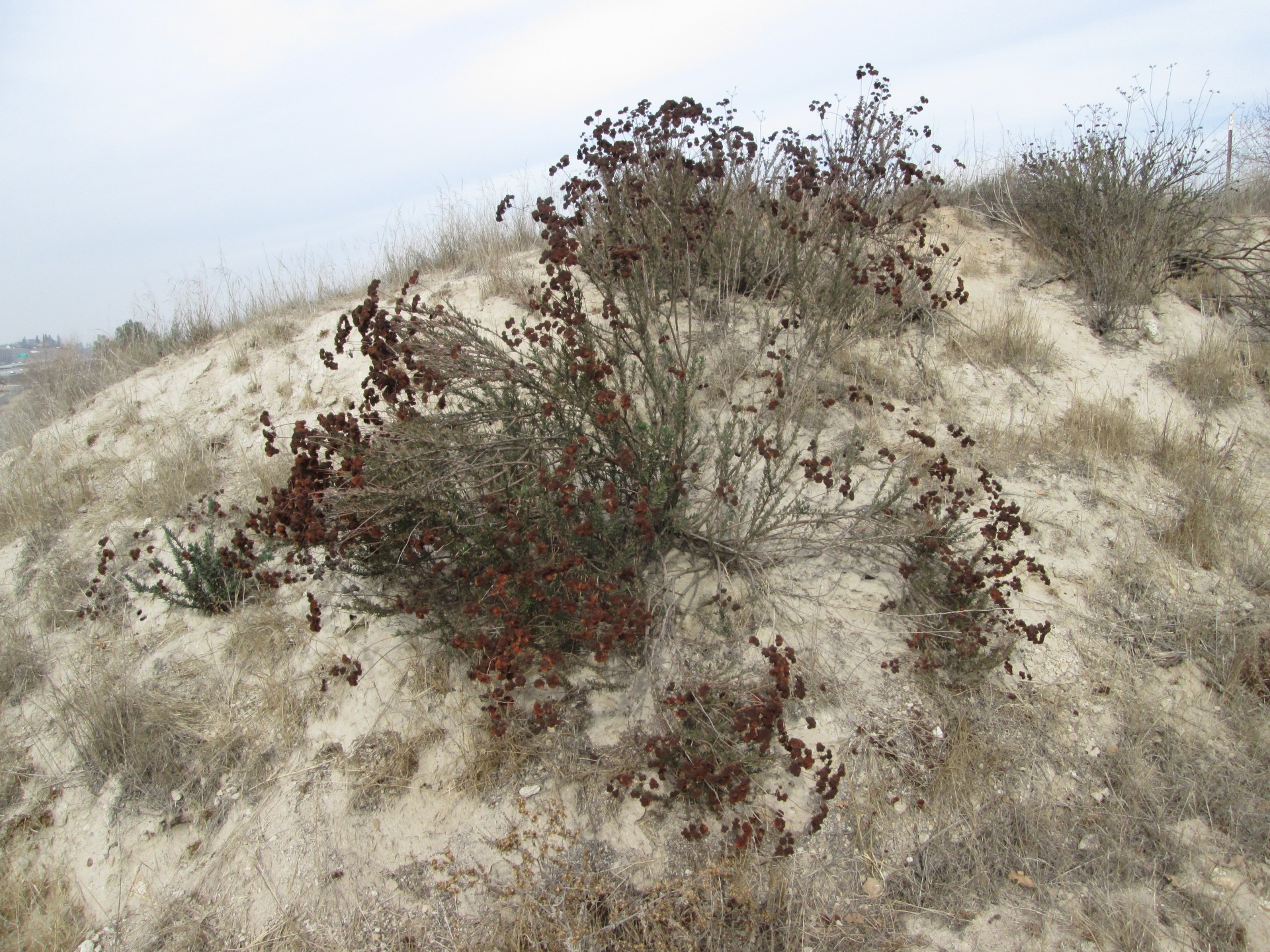 bush plant nature free photo