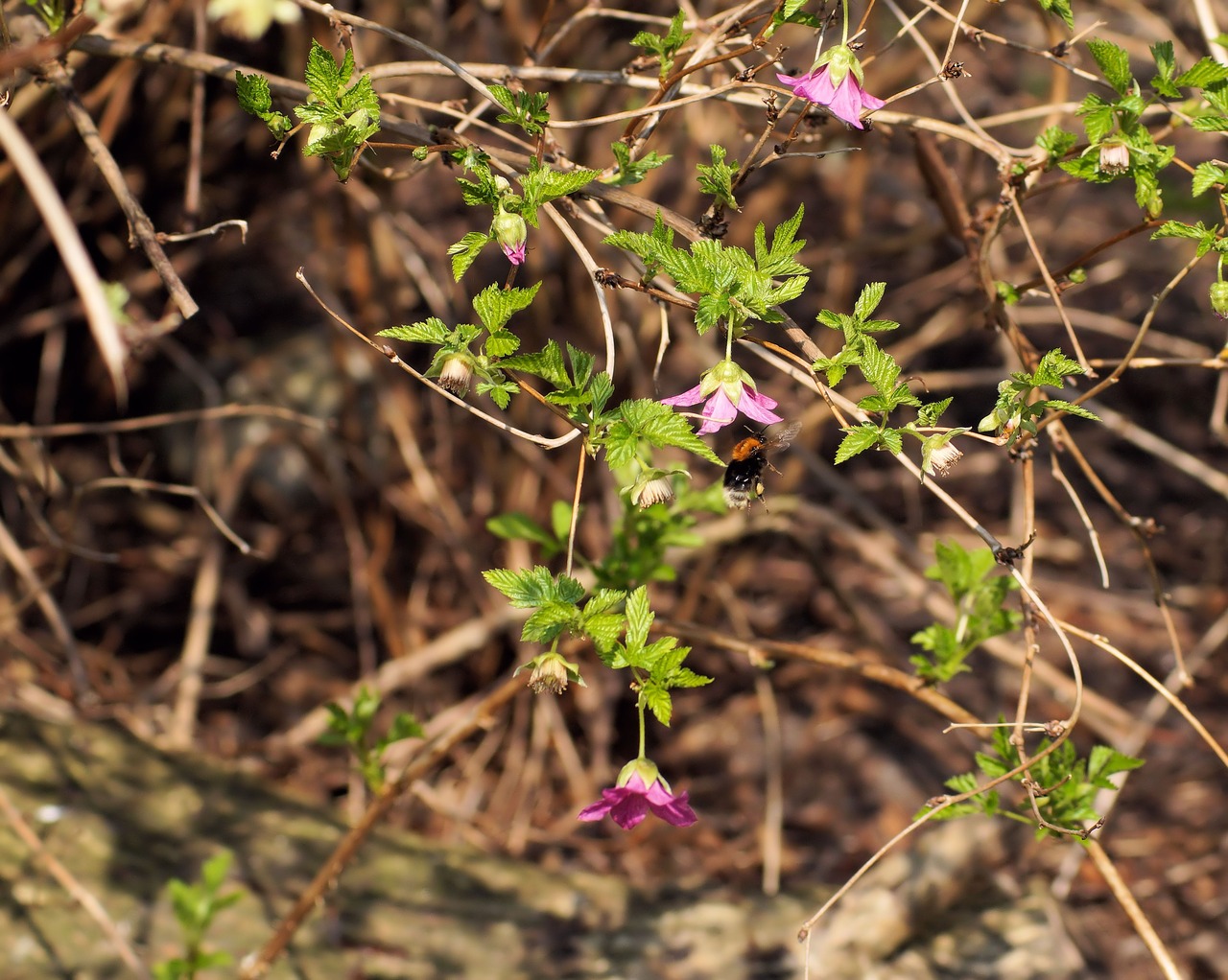 bush blossom bloom free photo