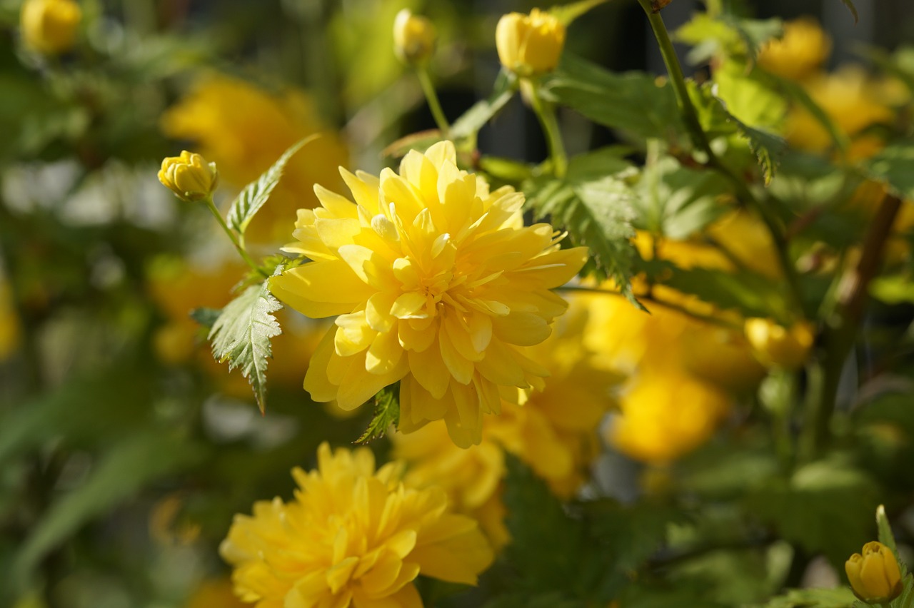 bush ornamental plant bloom free photo