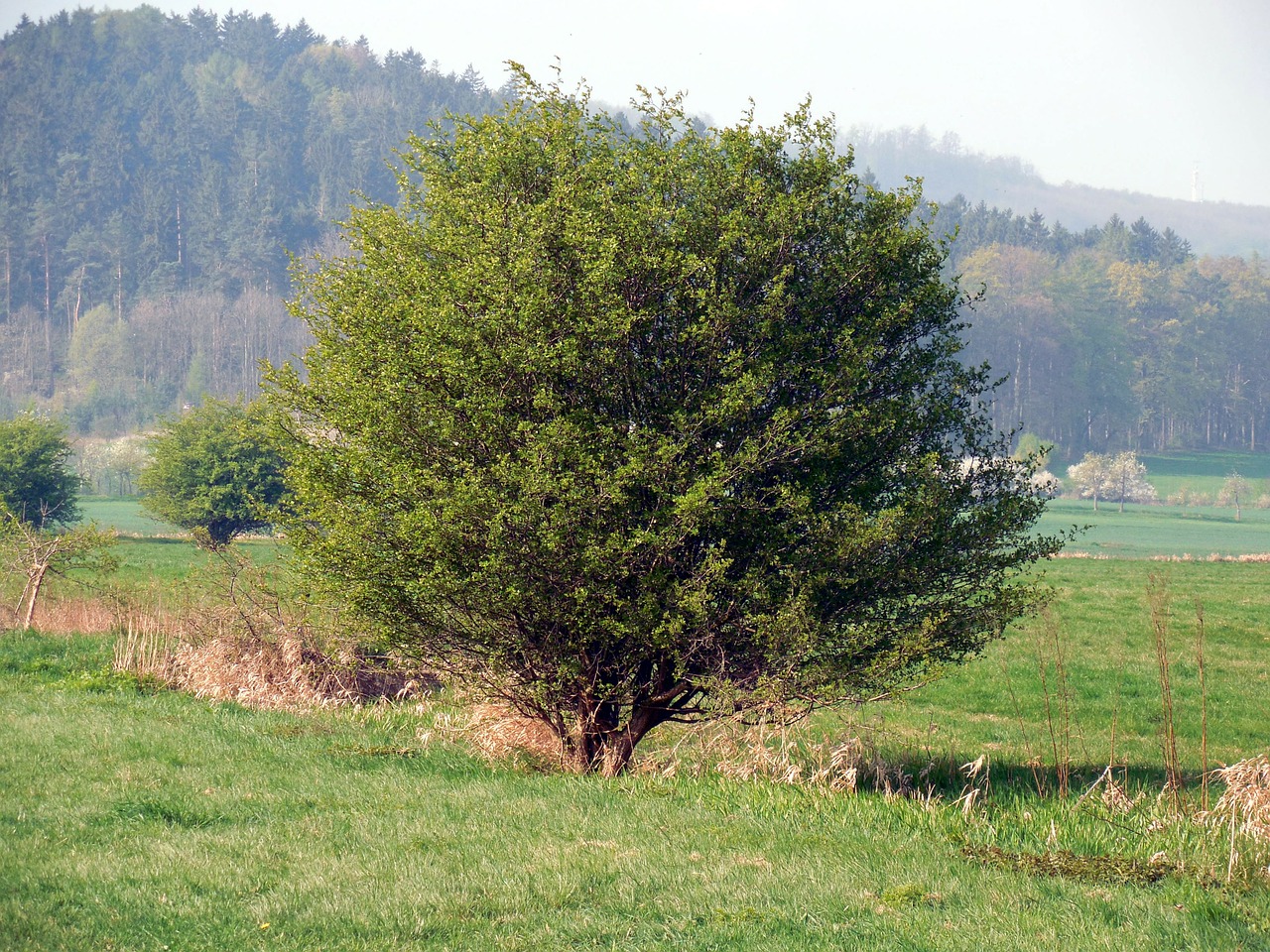 bush tree meadow free photo