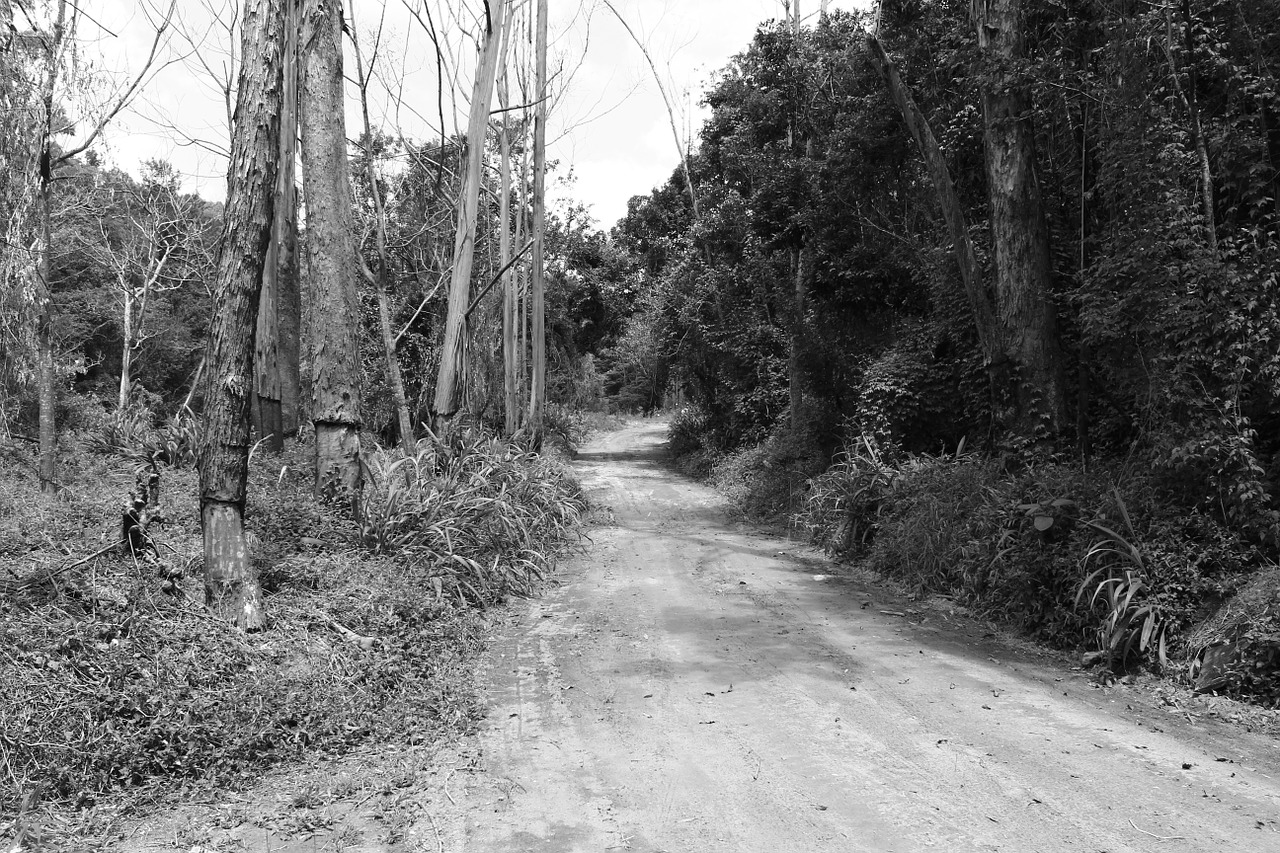 bush dirt road black and white free photo