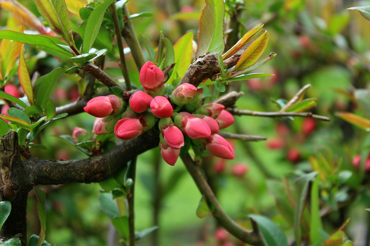 bush  the buds  chaenomeles free photo