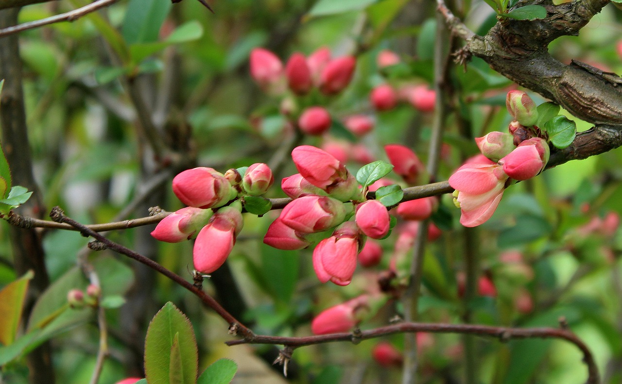 bush  flowering  chaenomeles free photo