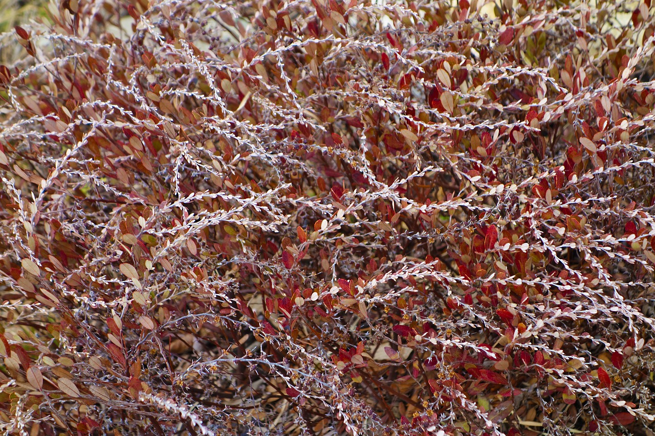 bush  shrub  abstract free photo