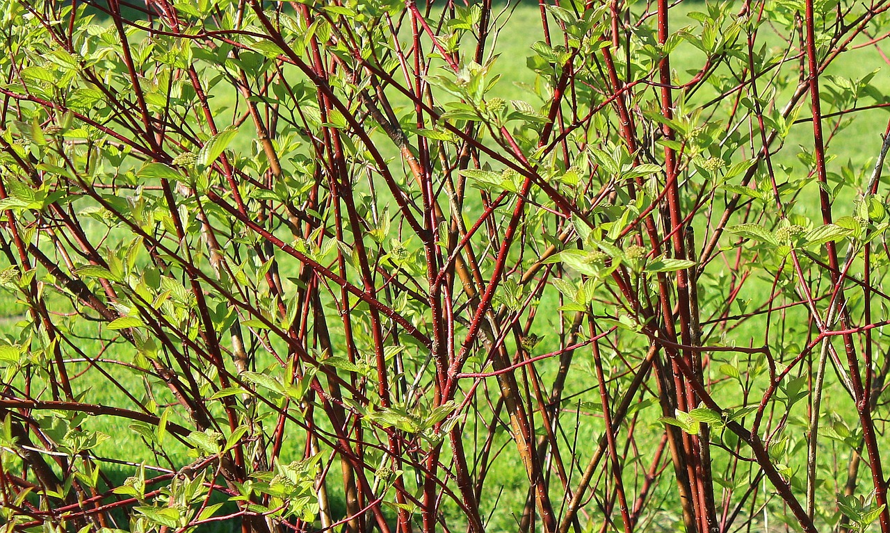 bush  spring  green leaves free photo